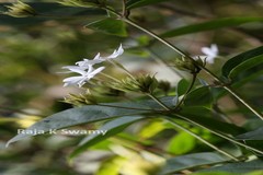 Jasminum sambac